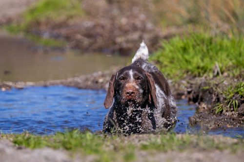 Free A playful dog runs through a stream in a rural setting, enjoying the outdoors. Stock Photo