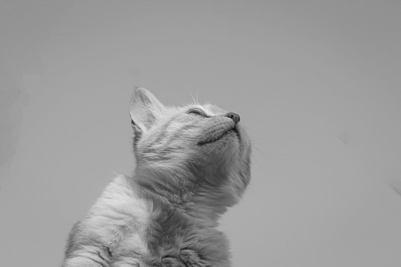 elegant black and white close up portrait of a cat gazing skyward