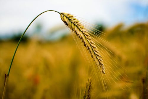 Fotobanka s bezplatnými fotkami na tému jačmeň, makro, plodiny