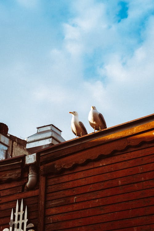 bina, çatı, dikey atış içeren Ücretsiz stok fotoğraf