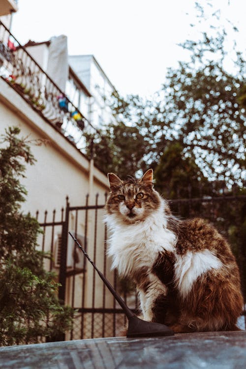 araba kaputu, cat, dikey atış içeren Ücretsiz stok fotoğraf