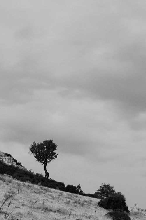 Free Black and white photo of a solitary tree on a hillside beneath an overcast sky, creating a moody landscape. Stock Photo