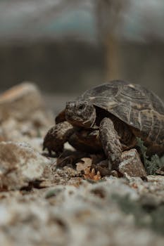 A sunlit tortoise explores rocky terrain in a detailed close-up view.