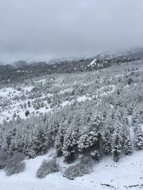 Foto d'estoc gratuïta de arbres, bosc, constipat