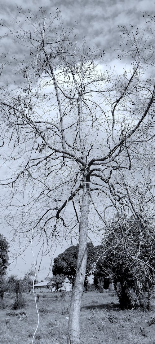 Foto d'estoc gratuïta de arbre assecat, arbre de tambors, arbre sense fulles