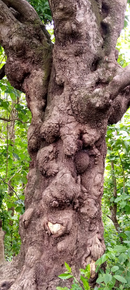 Foto d'estoc gratuïta de arbre centenari, arbre de mango, arbre fruiter