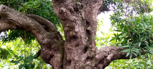 Foto d'estoc gratuïta de arbre antic, arbre centenari, arbre de mango