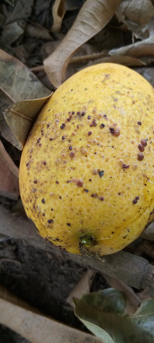 Ilmainen kuvapankkikuva tunnisteilla hyönteisten pesä, keltainen hedelmä, mango