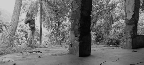 Foto d'estoc gratuïta de arbre gran, bosc, càmera