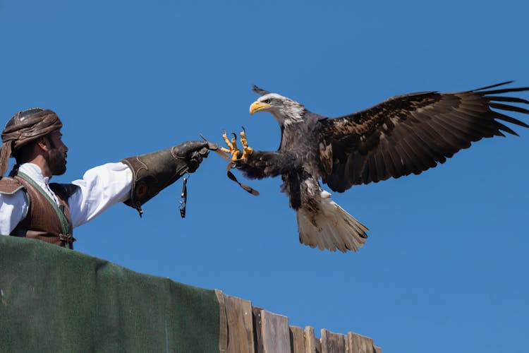 Bald Eagle Landing On Falconer Armbrace