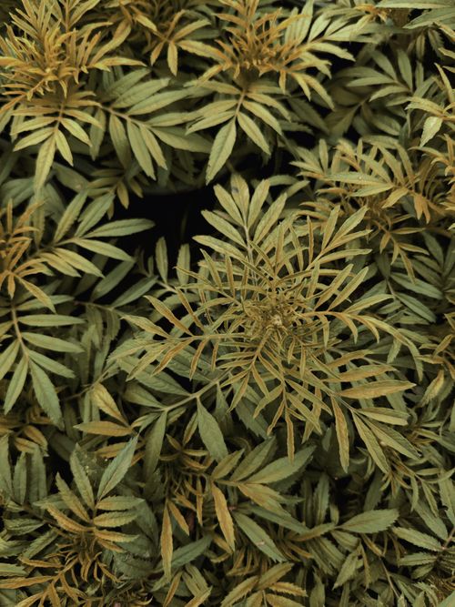 Free Close-up top view of green plant leaves, showcasing nature's intricate patterns and lush greenery. Stock Photo