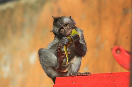동물, 새끼 원숭이의 무료 스톡 사진