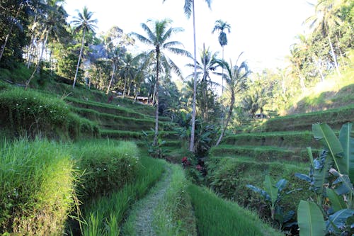 Безкоштовне стокове фото на тему «Балі, Індонезія, рисові тераси банауе»