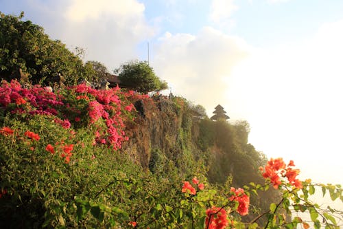 Gratis lagerfoto af Bali, blomster, Tempel