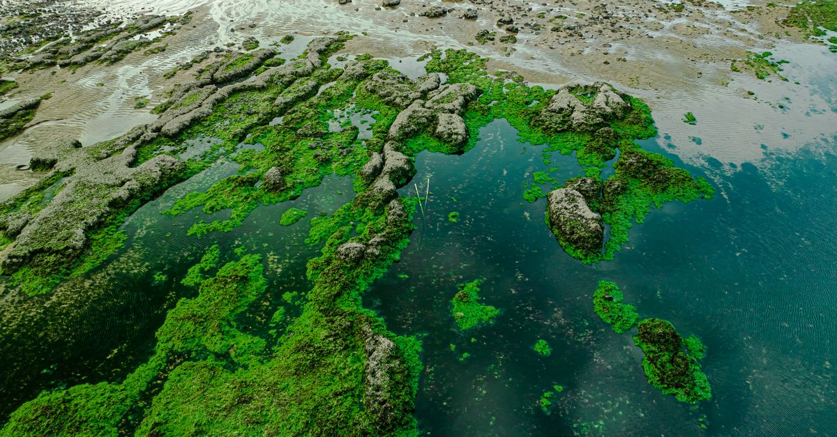 Aerial view of algae-covered rocks on the coast in Sanzhi, Taiwan at low tide.