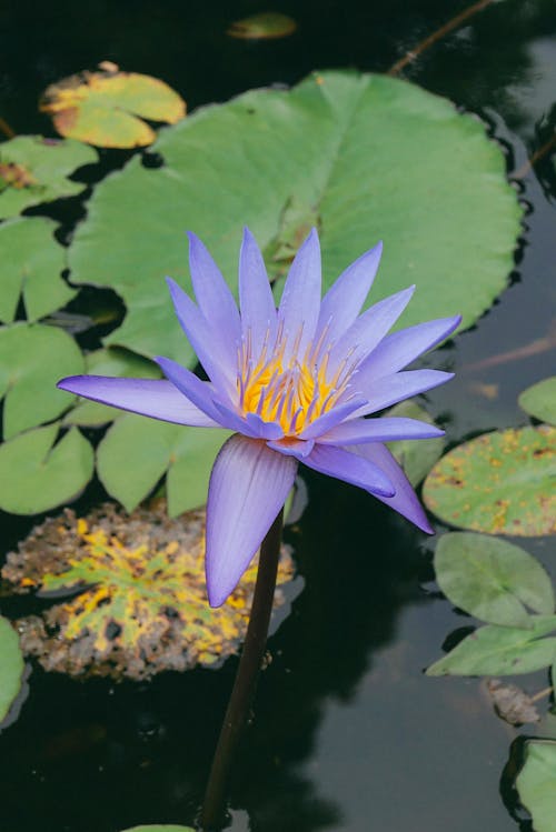 Cape Blue Waterlily on Pond