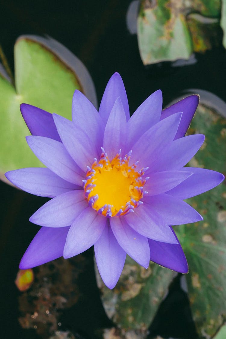 Purple Lotus Flower