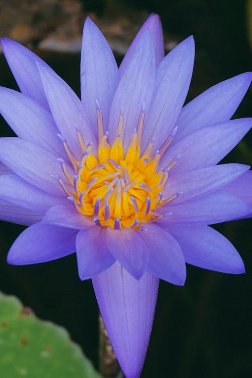 Fotos de stock gratuitas de flor, flor azul, flores