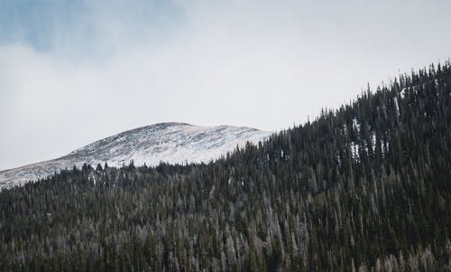 Základová fotografie zdarma na téma hora, jehličnan, kopec