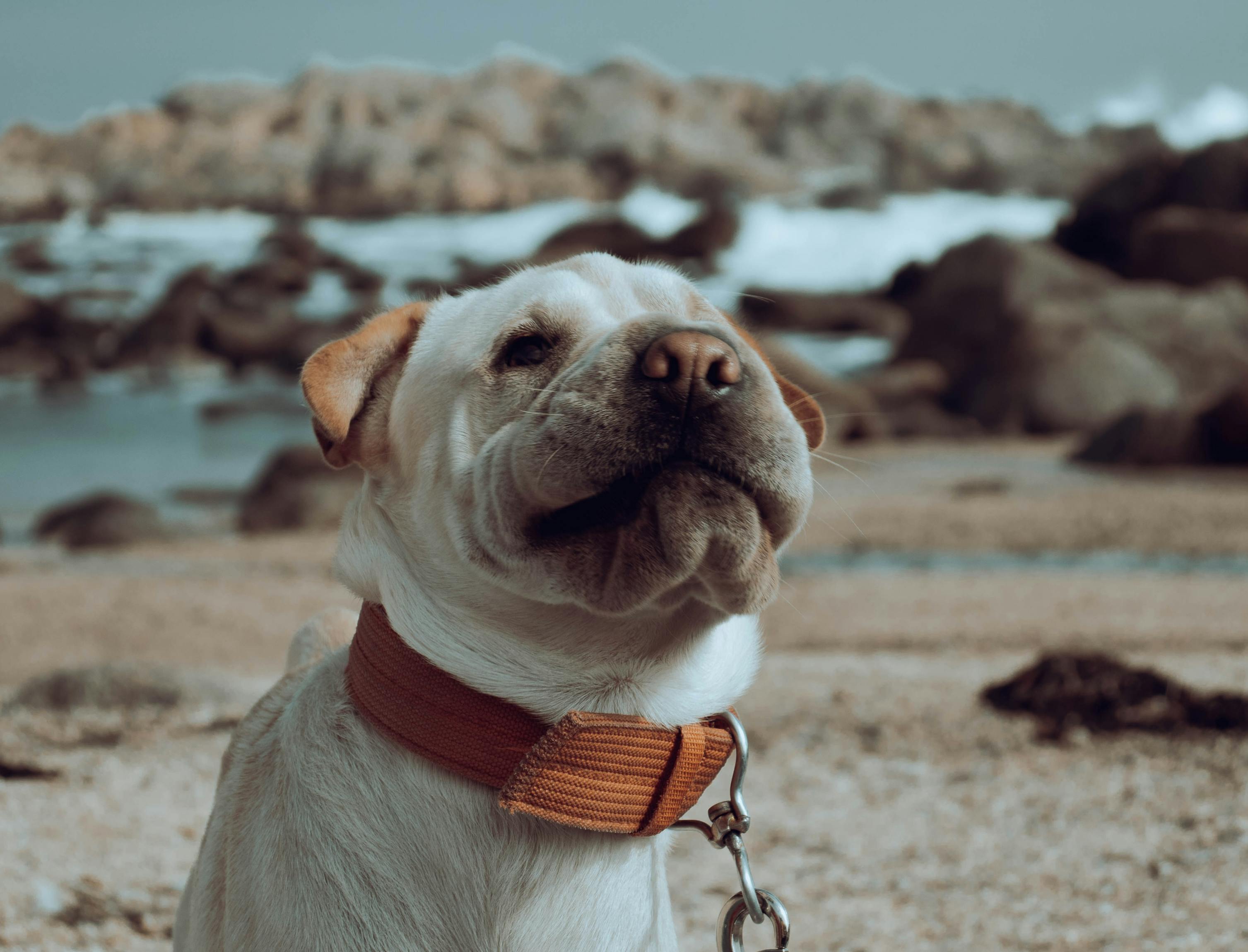Adorable Shar Pei dog wearing a collar, basking happily on a rocky beach.