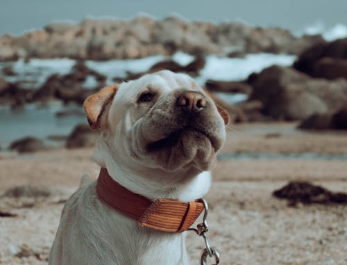 Foto profissional grátis de alegre, animal, animal de estimação