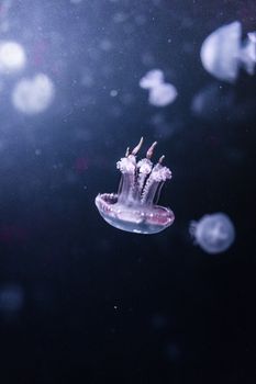 Capture of a graceful jellyfish illuminated by ethereal ocean light. Ideal for nature and marine themes.