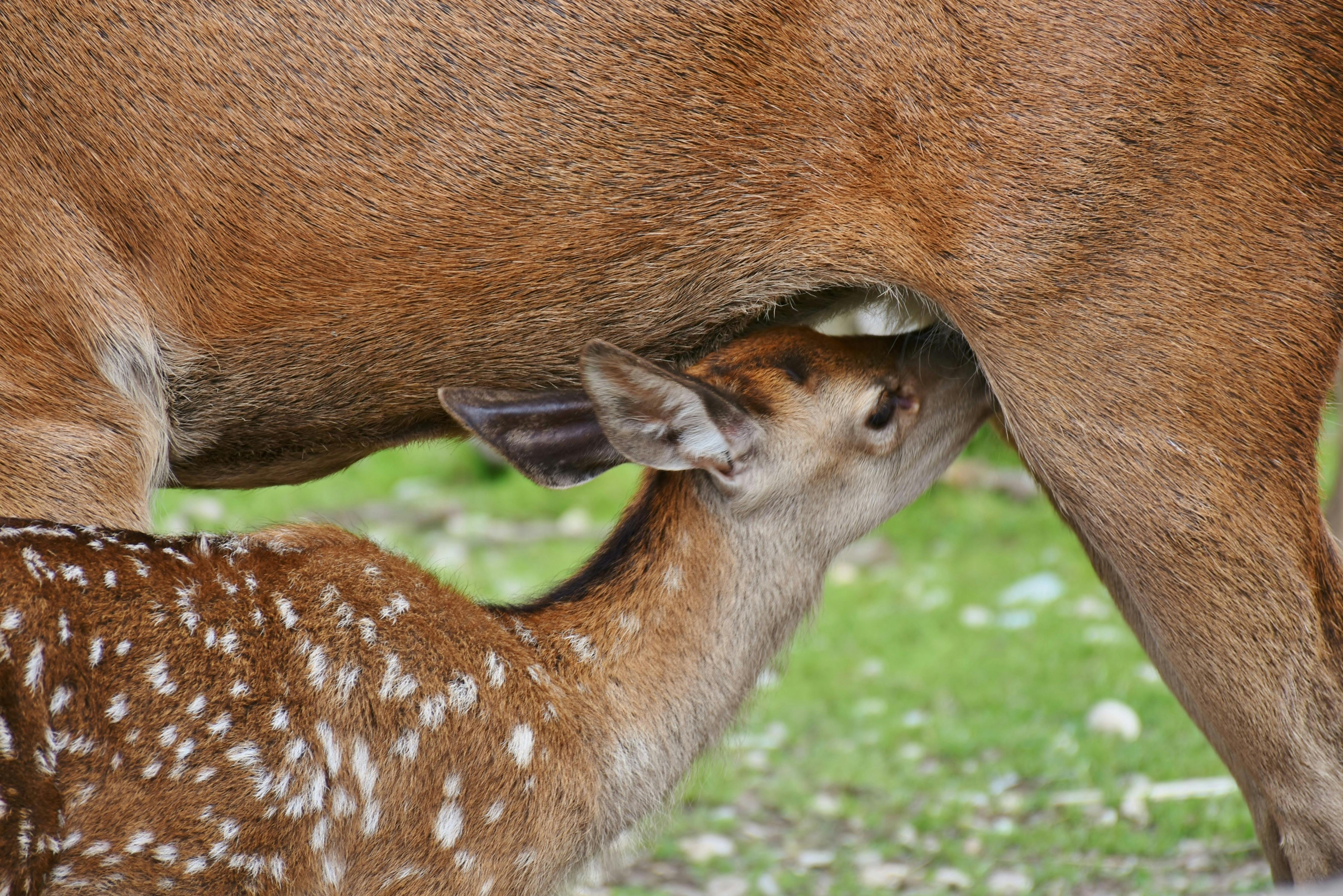 roe-deer-kitz-dam-suckle-162893.jpeg