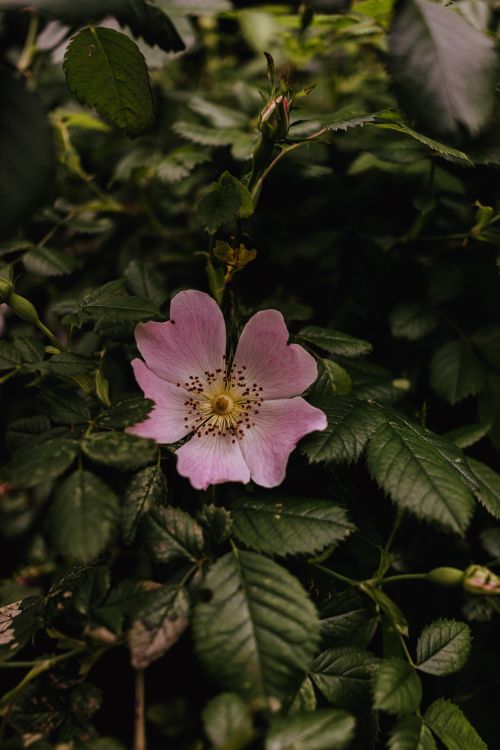 Free A detailed view of a pink wild rose nestled among deep green leaves in a natural setting. Stock Photo