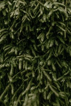 Detailed close-up of dense evergreen tree branches in a natural setting.