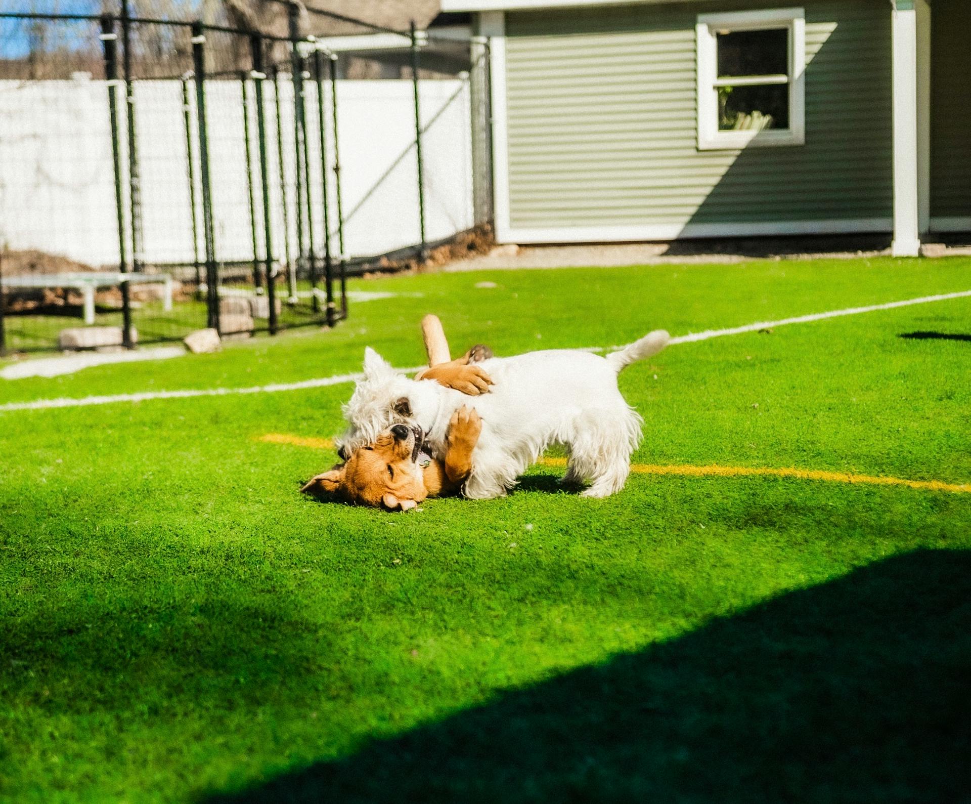 White Small Dog Playing with Brown Dog in Yard