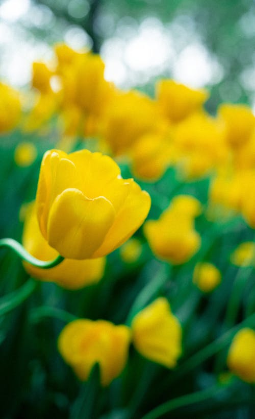 คลังภาพถ่ายฟรี ของ ดอกทิวลิป, ดอกไม้, ทุ่งหญ้า