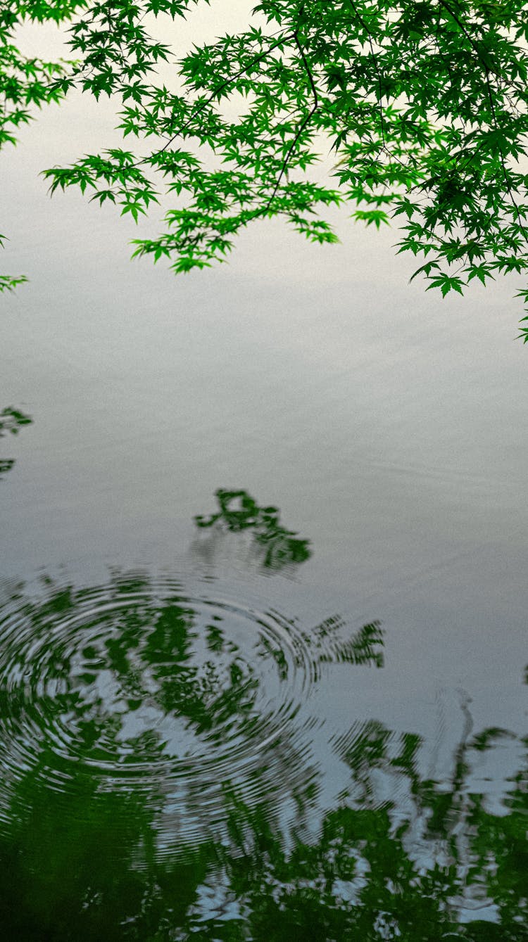 Circle On Water Surface