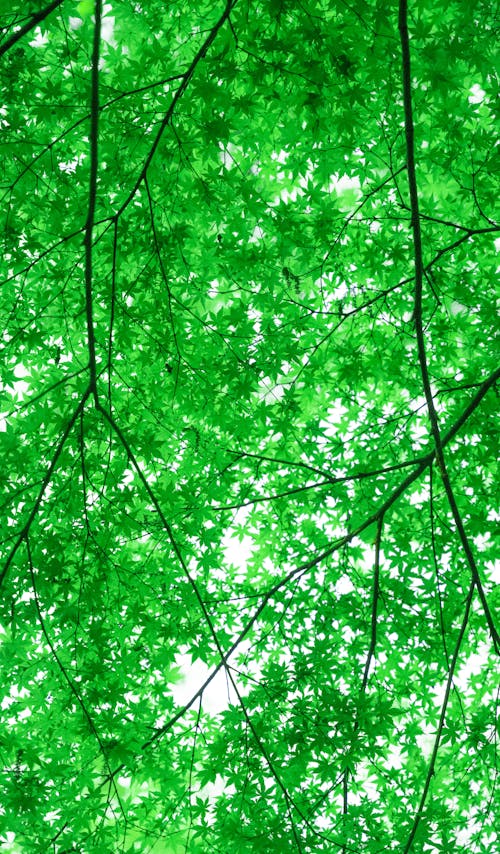 가지, 녹색, 로우앵글 샷의 무료 스톡 사진