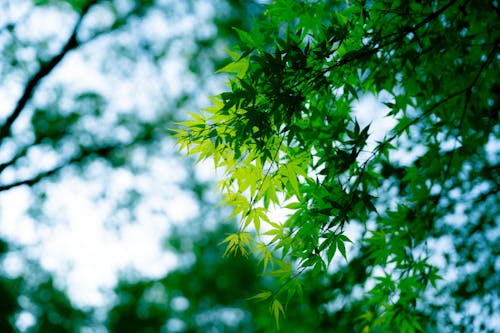 Close-up of Green Maple Leaves 