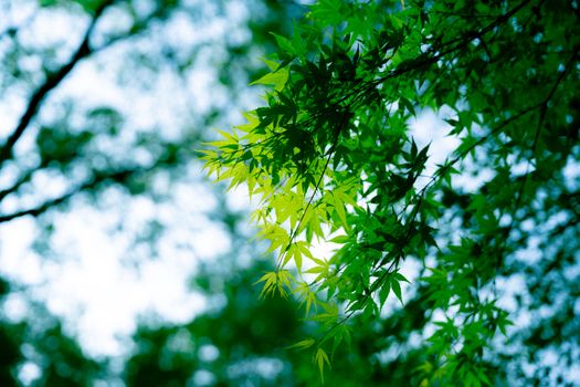 Bright green maple leaves basking in summer sunlight, showcasing vibrant natural beauty.