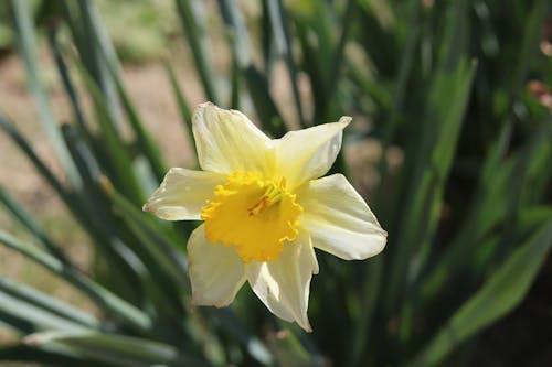 Close up of Yellow Daffodil