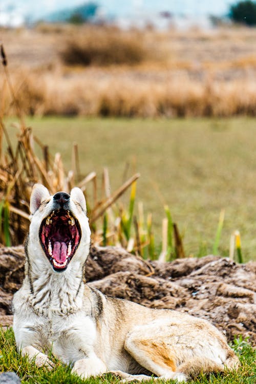 Siberian Husky Lying and Howling