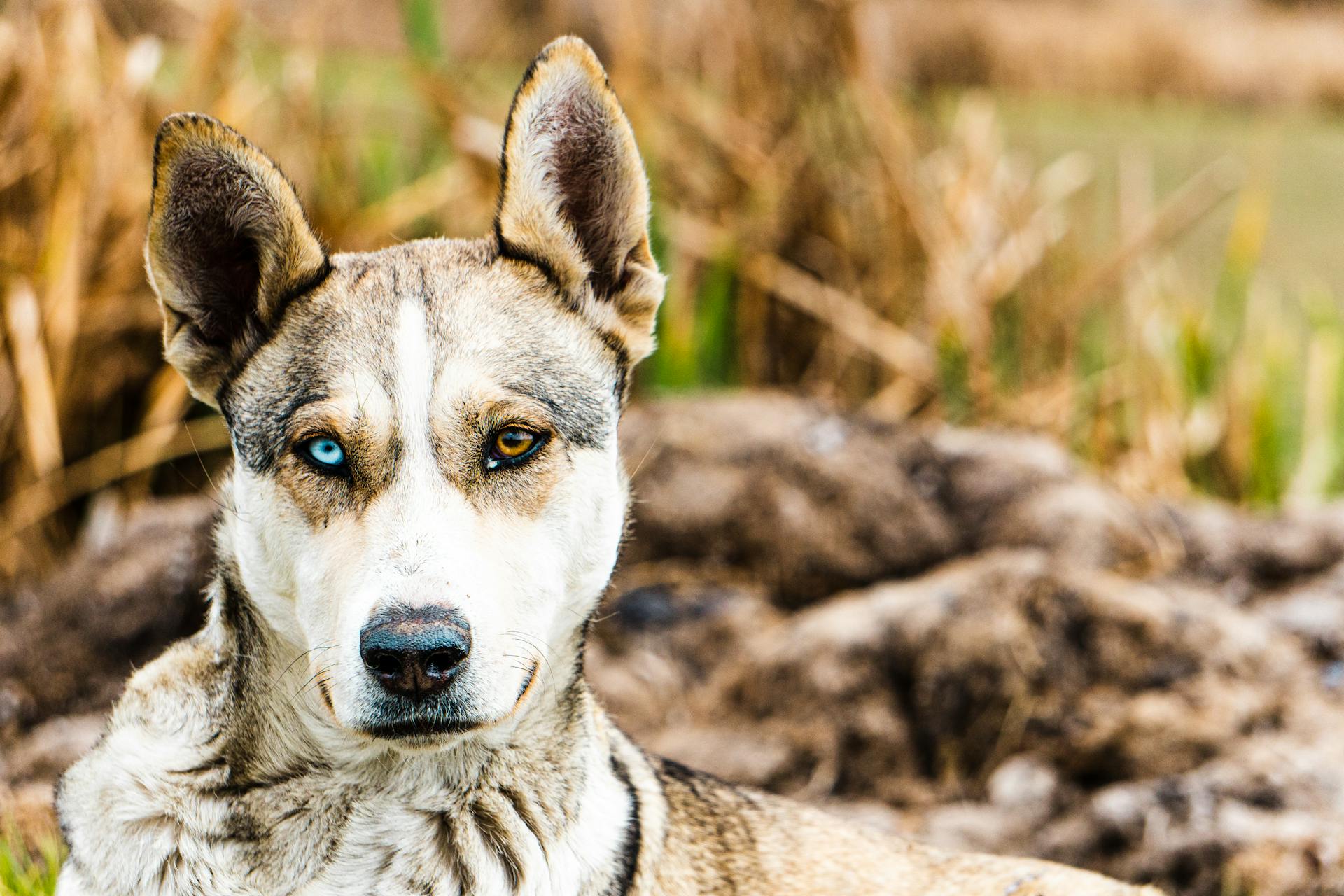 Portrait of Dog Sitting in Grass in Nature