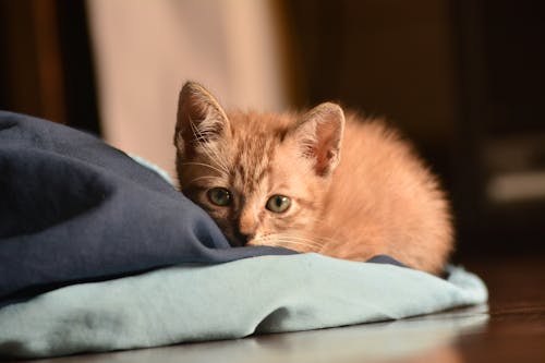 Orange Tabby Kitten Reclining on Floor