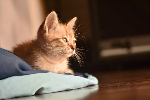 Close-Up Photo of Orange Tabby Cat