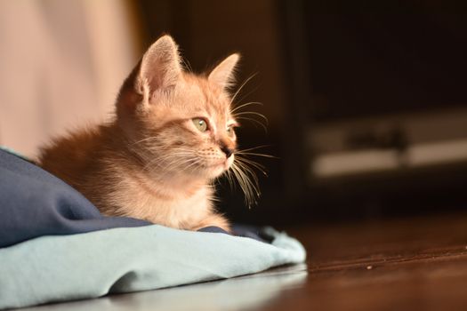 一只可爱的虎斑小猫躺在蓝色布上，沐浴在温暖的阳光下