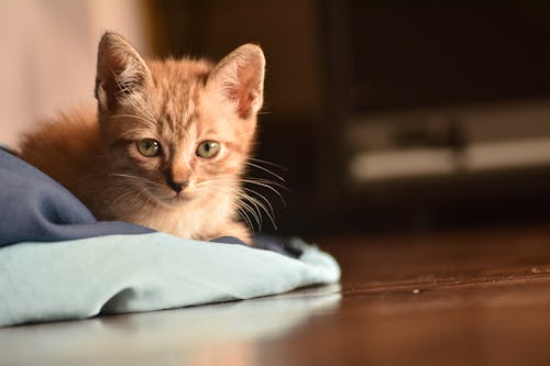 Close-Up Photo of Orange Tabby Cat