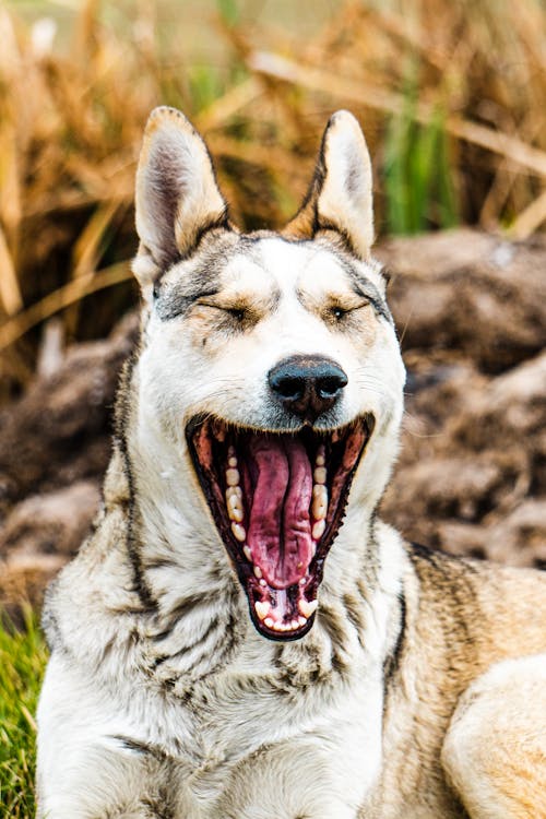 Portrait of an Yawning Dog 