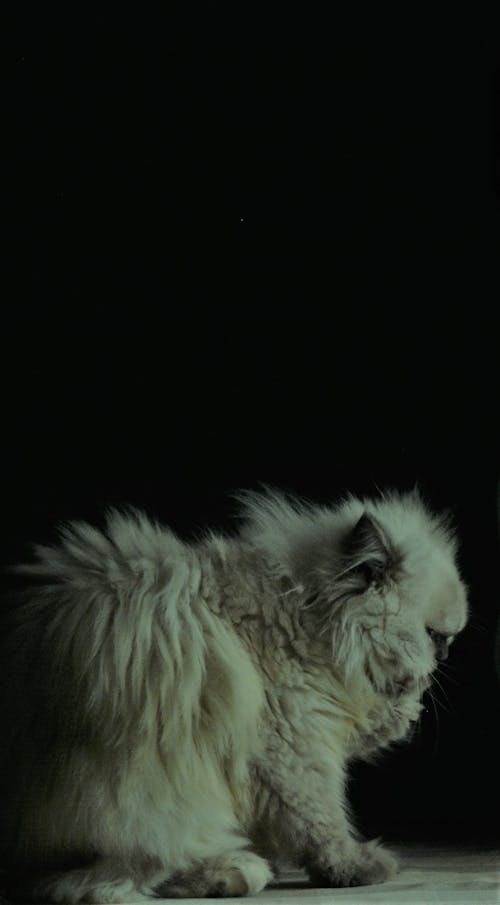 在黑暗中, 背景, 貓 的 免費圖庫相片