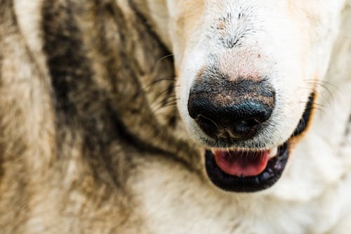 Immagine gratuita di animale domestico, avvicinamento, bocca di cane