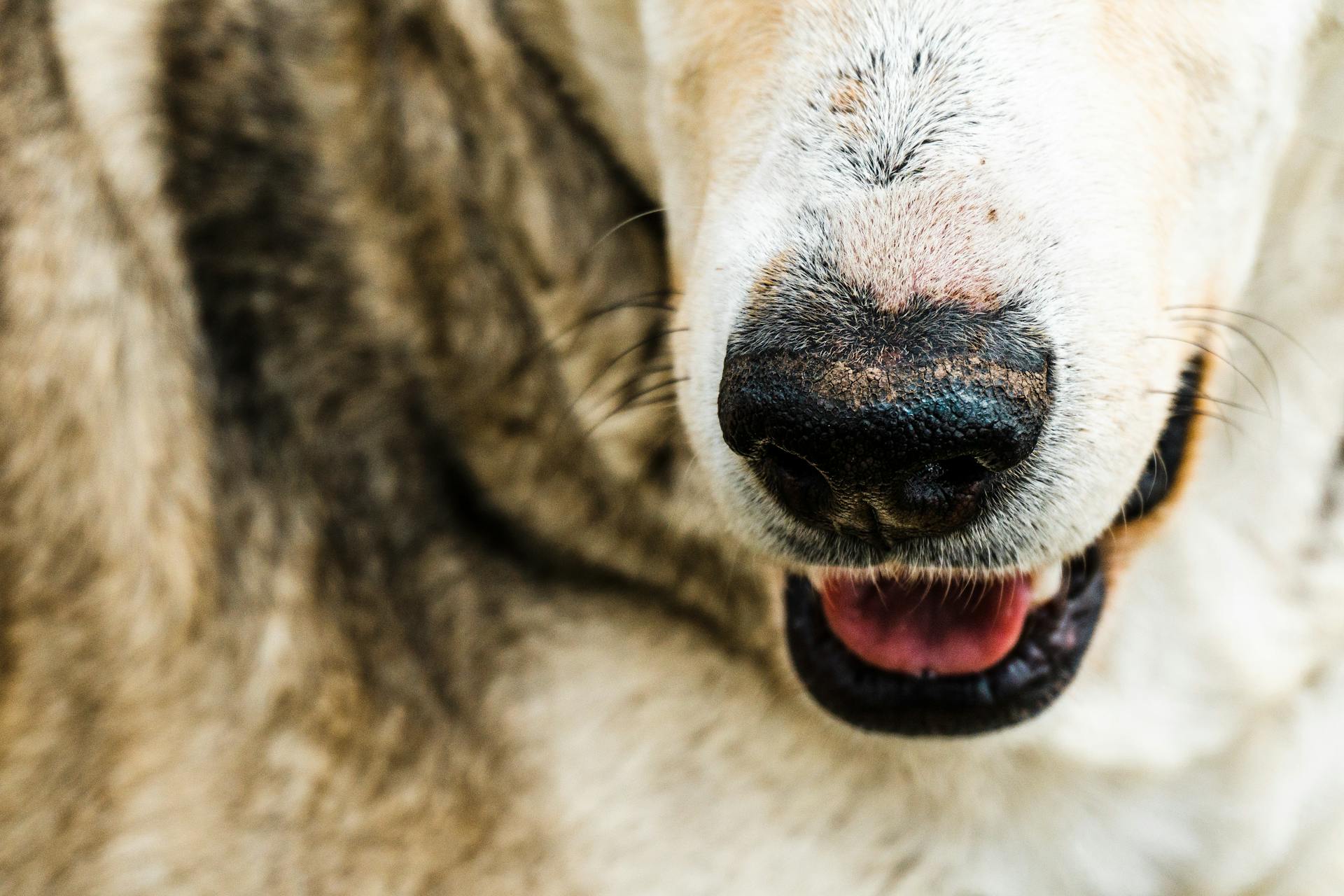 Close-up of Nose and Mouth of a Dog