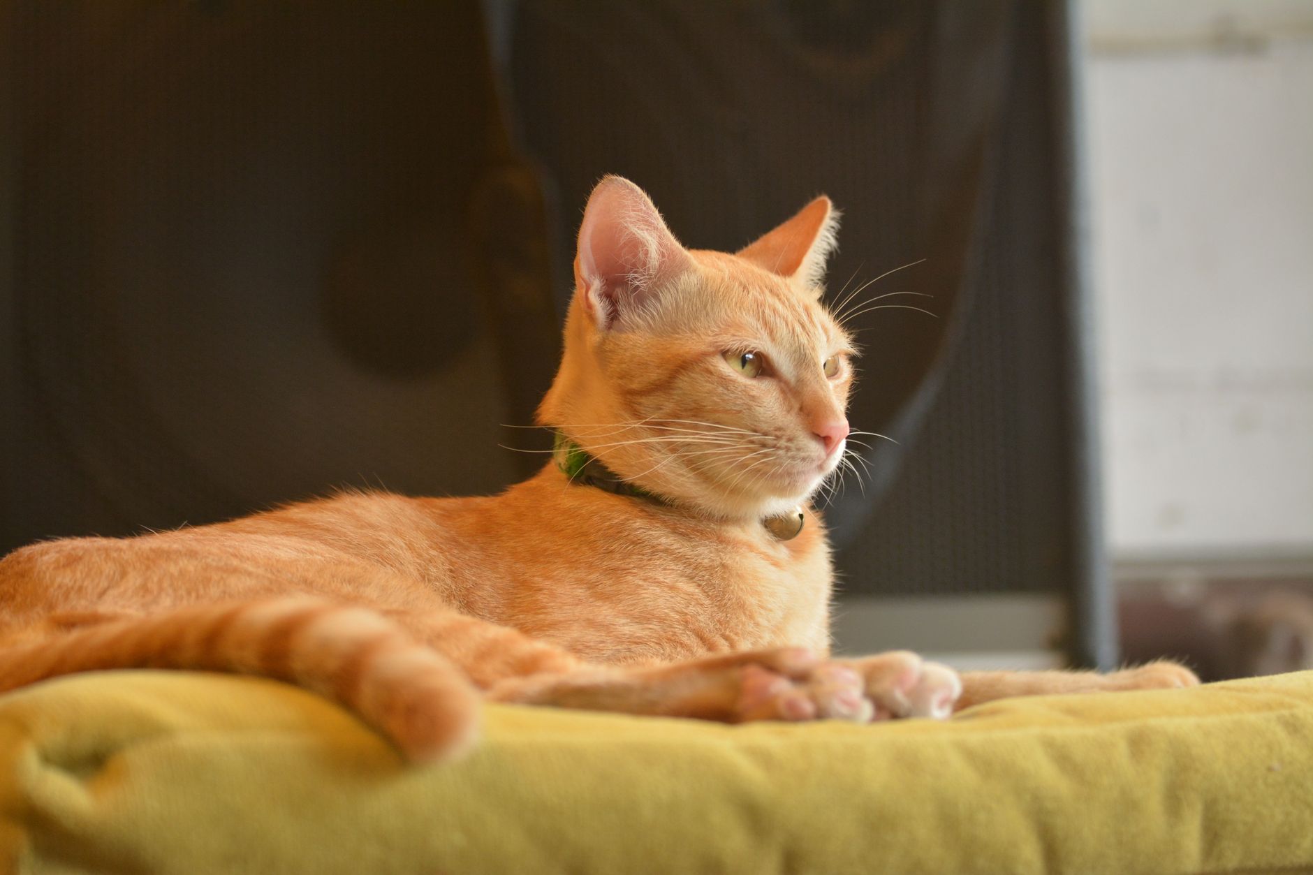 Portrait of a cat at a veterinary clinic