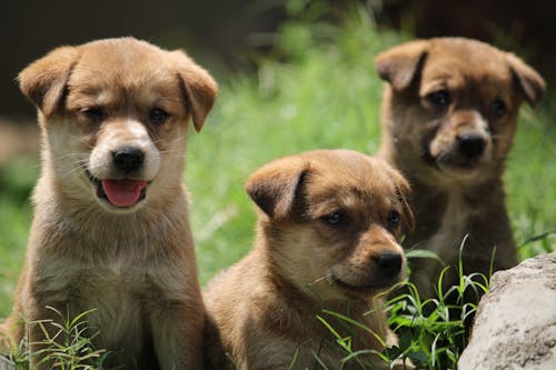 Foto stok gratis anjing kecil, binatang, binatang peliharaan