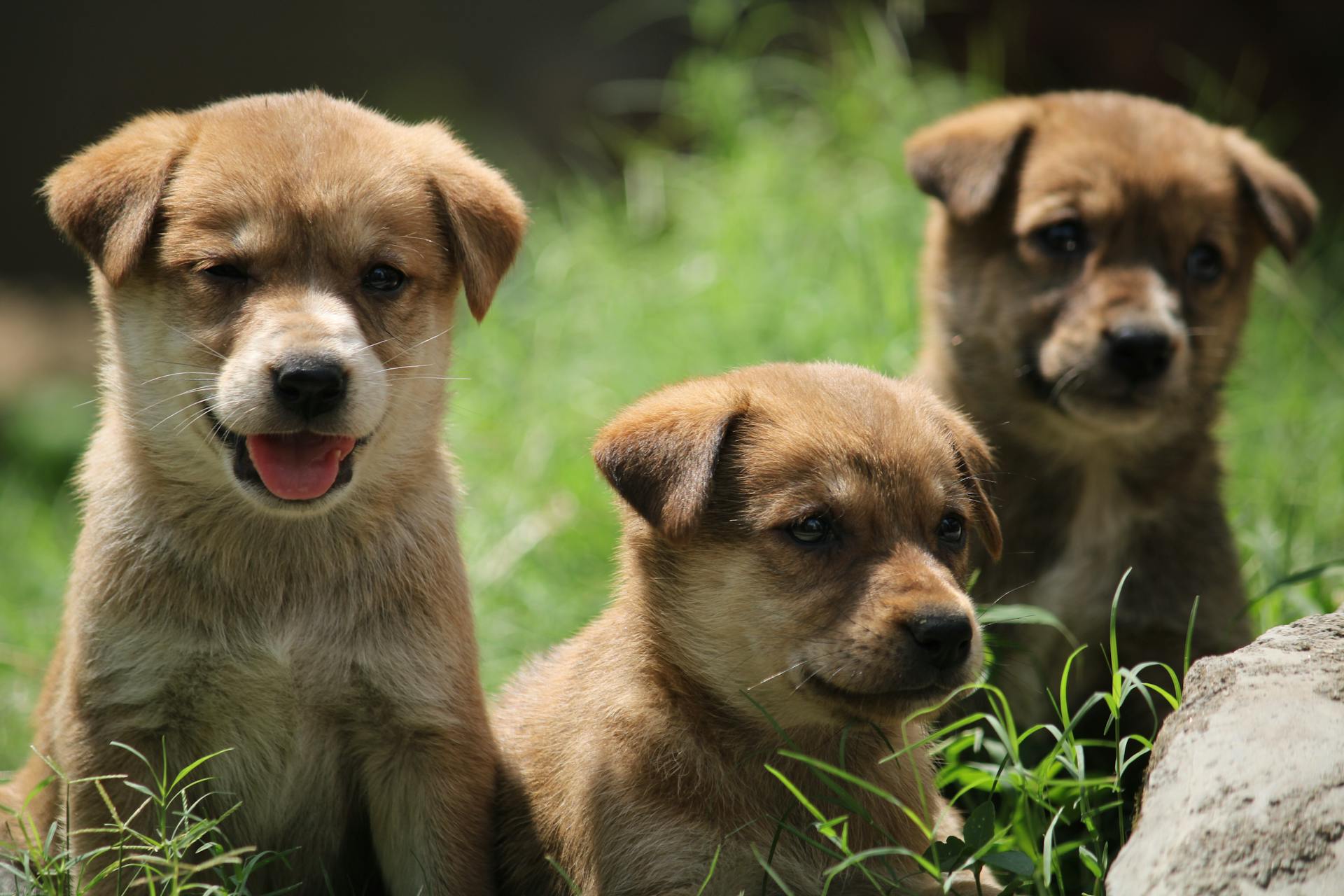 Puppies die op de grond zitten