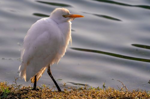 Free Captivating shot of a cattle egret standing by the water in Rasht, Iran. Stock Photo